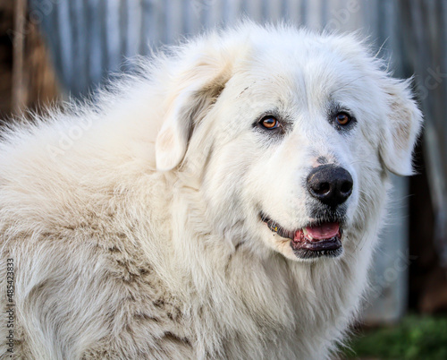 Fényképezés Beautiful portrait shot of a Great Pyrenees livestock guardian dog