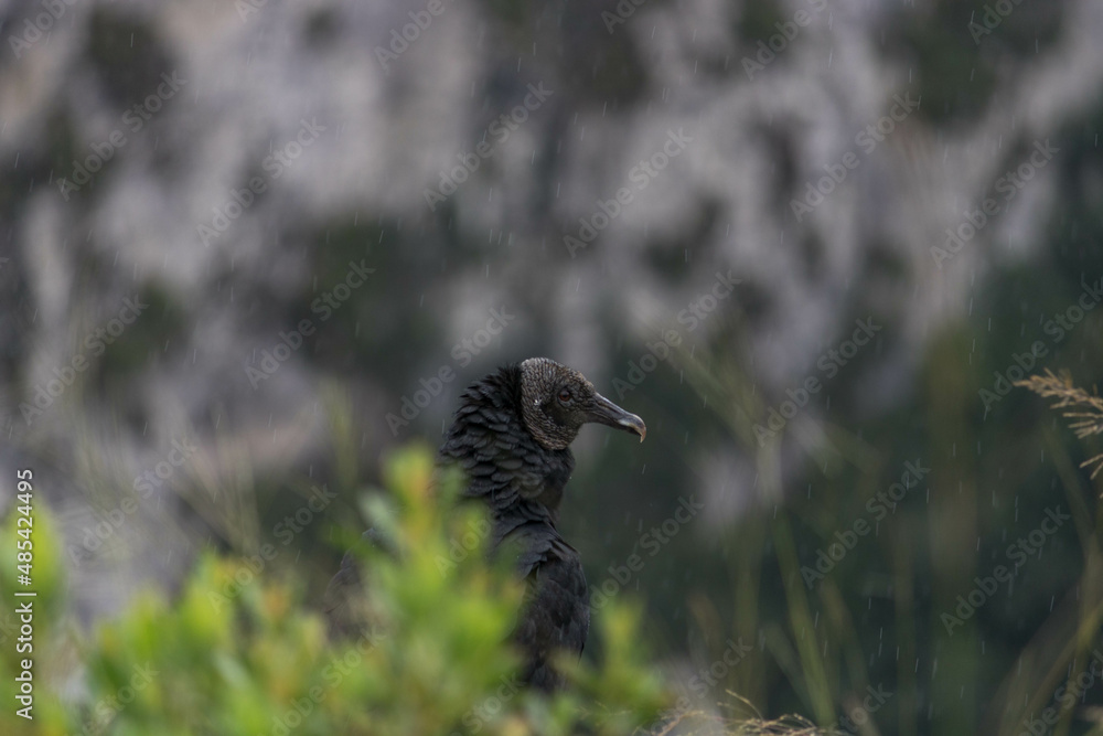 Obraz premium Vulture after the rain at the top of the canyon