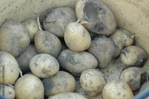 Dirty Potatoes in Basket