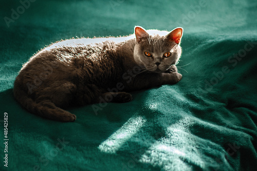 A gray British cat importantly lies on a green blanket. low key photo