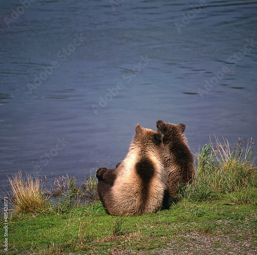 Brown bear cubs (Ursus arctus) watching mom fish for salmon in Brooks River;  Katmai National Park;  Alaska photo
