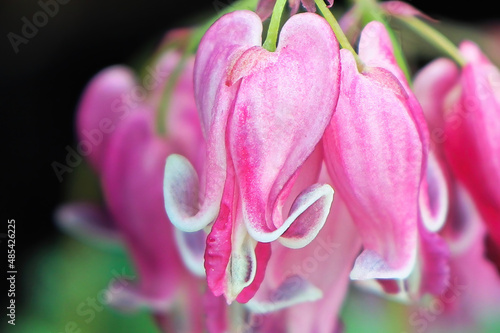 Delicate pink and white blossoms on a bleeding heart plant