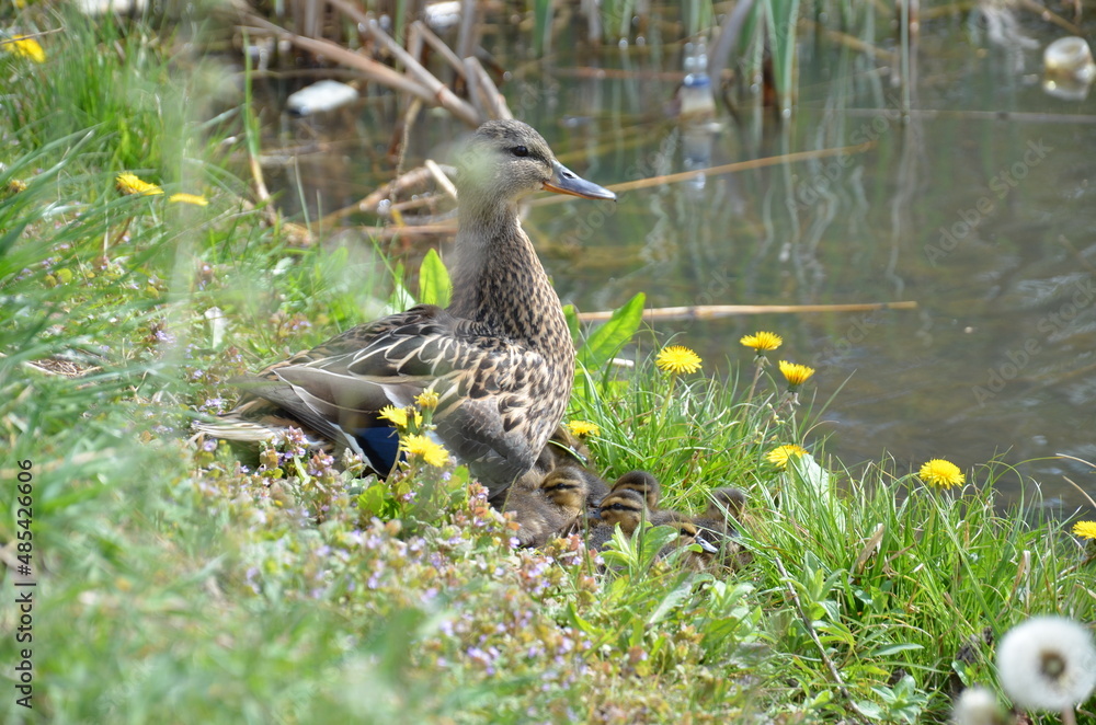 mother duck and little ducklings are sitting in the grass by the lake mother duck and little ducklings are sitting in the grass by the lake