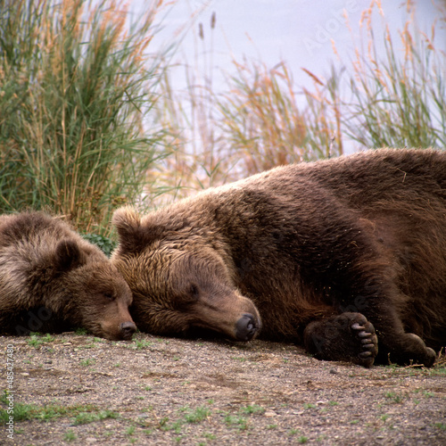 Brown bear (Ursus arctus) mom & cub sleeping on bank of Brooks River;  Katmai National Park;  Alaska photo