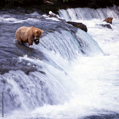 Brown bears (Ursus arctos) feeding on salmon at Brooks Falls;  Katmai National Park;  Alaska photo