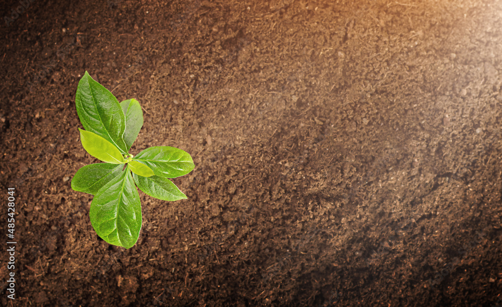 Naklejka premium young plant on the background of the soil, top view