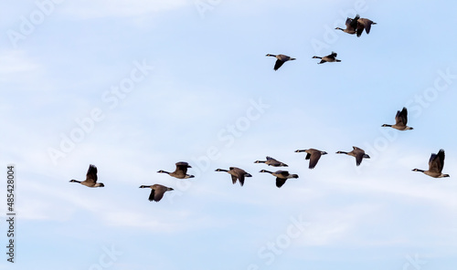 The Flock of Canada geese (Branta canadensis) in flight