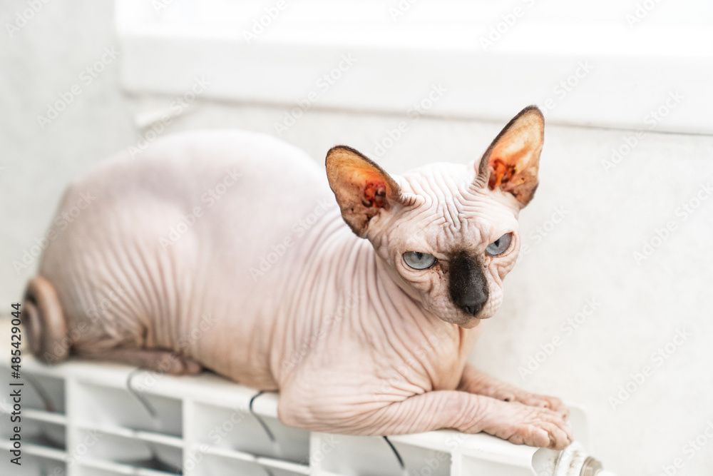 a hairless cat of the Canadian Sphynx breed sleeps on a heating radiator. 