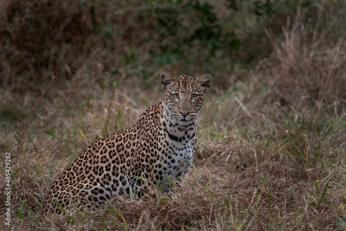 Leopard in bush. African safari. Wildlife in Hluhluwe Imfolozi Park. 