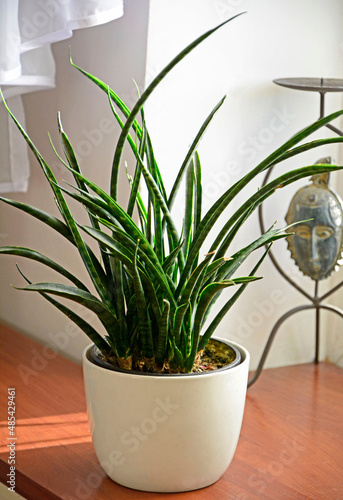 Obraz na płótnie Sansewieria, wężownica w jasnej doniczce na parapecie okna, Sansevieria Fernwood punk w salonie
