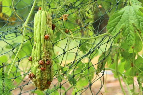 Ladybugs  eating bitter gourd on the plant. stock photo 