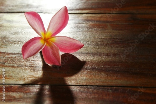 pink frangipani on wooden table. stock photo isolate front view copy space 