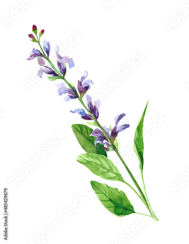 Watercolor hand painted salvia branch and flowers. Watercolor illustrations isolated on white background