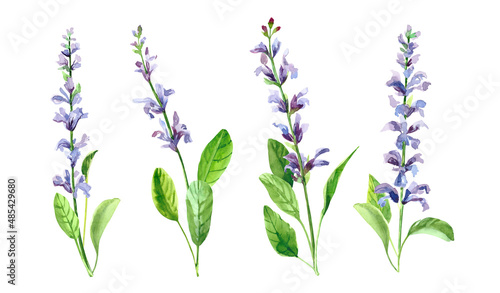 Watercolor hand painted salvia branch and flowers. Watercolor illustrations isolated on white background