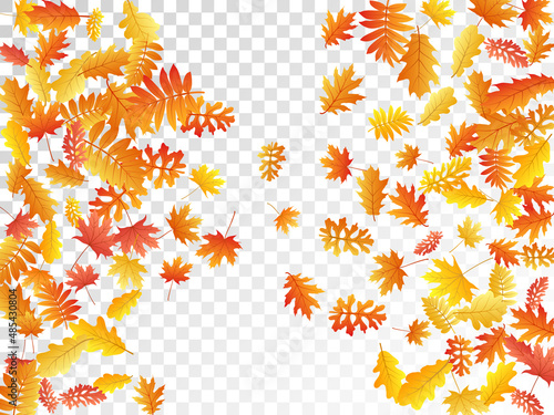 Oak, maple, wild ash rowan leaves vector, autumn foliage on transparent background.