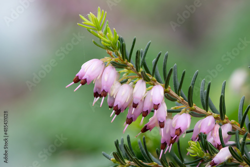 Foto Common heather (calluna vulgaris) plant