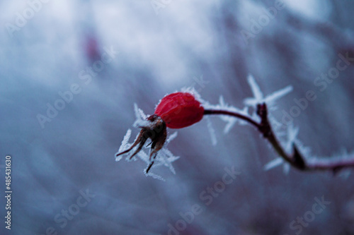 macro shooting wild rose in ice