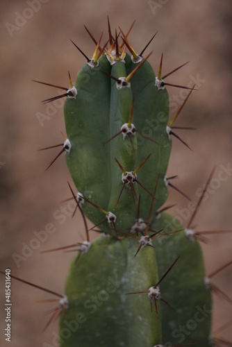 cactus close up