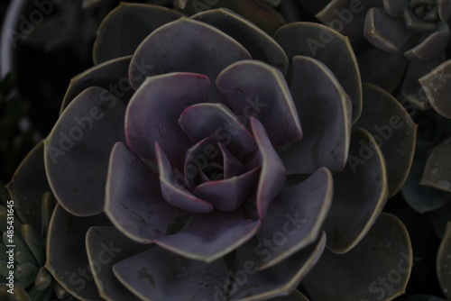 close up of a flower