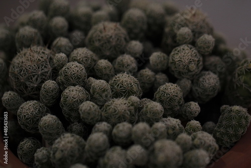 Cactus plant close up with macro