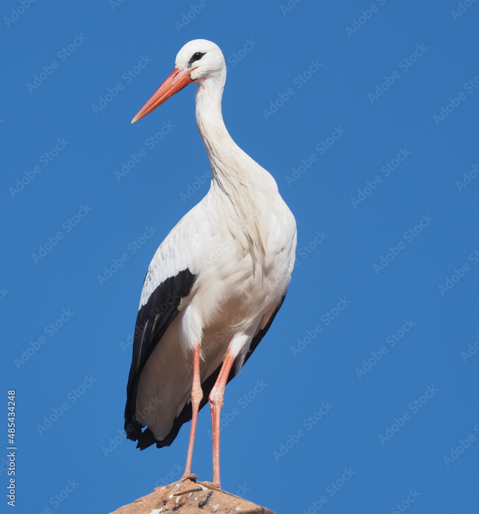 STORK INN IN CHURCH ON BLUE BACKGROUND OF THE SKY STORK INN IN CHURCH ON BLUE BACKGROUND OF THE SKY