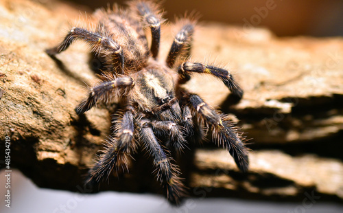 una enorme tarantula