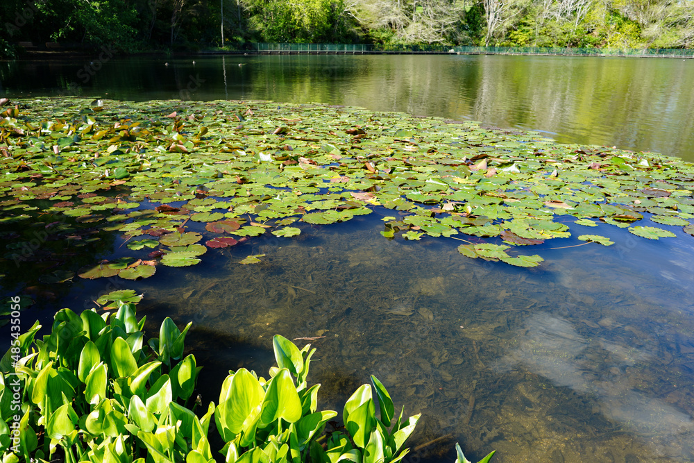 Turtle Lake within Hamilton Gardens, New Zealand Turtle Lake within Hamilton Gardens, New Zealand