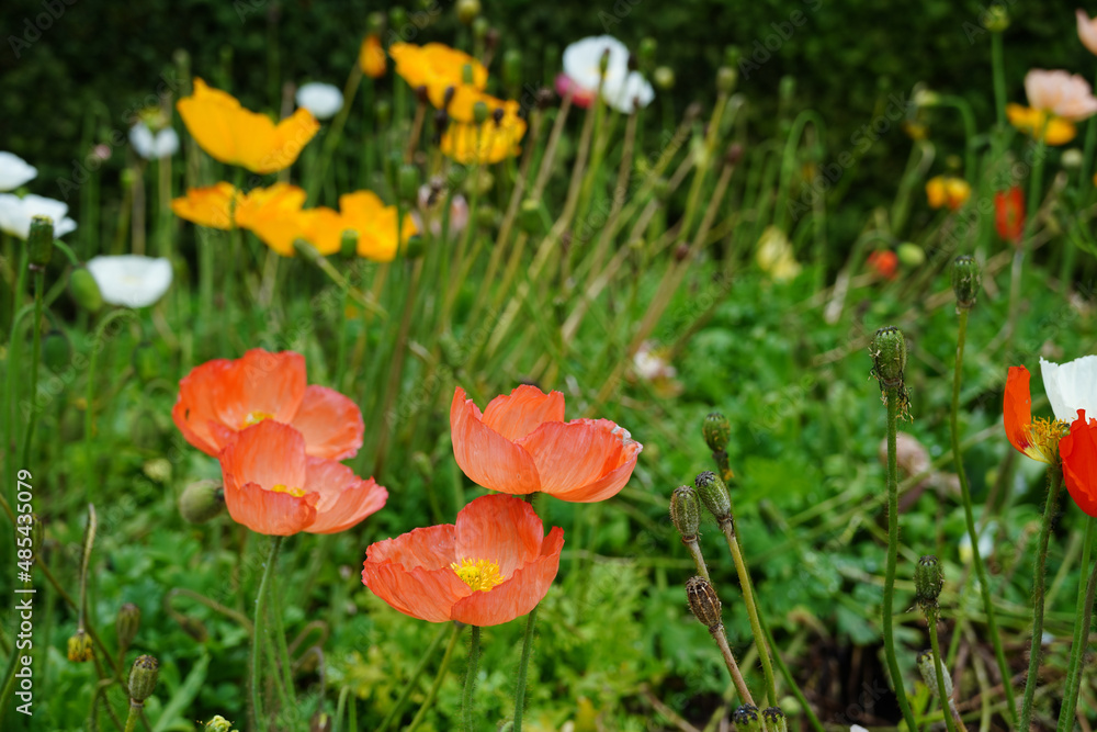 Colorful flowering poppy plants in a garden bed Colorful flowering poppy plants in a garden bed