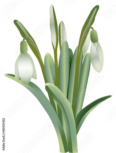 Snowdrop