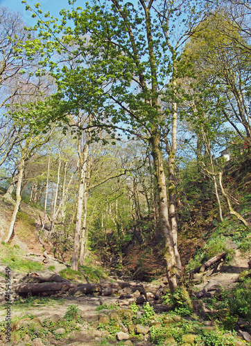Fototapeta Naklejka Na Ścianę i Meble -  young trees with budding spring leaves growing next to a small stream running though rocks in nutclough woods near hebden bridge