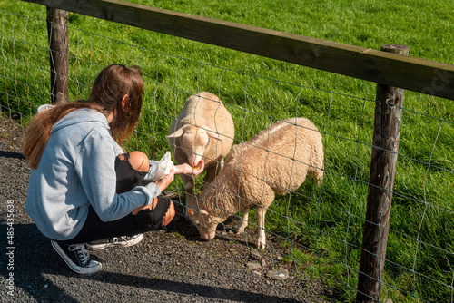 Young teenager girl feeding cute wool sheep in a open farm or contact zoo. Learning nature concept. Warm sunny day. Sheep on a green grass field behind a fence. Animal experience in a park