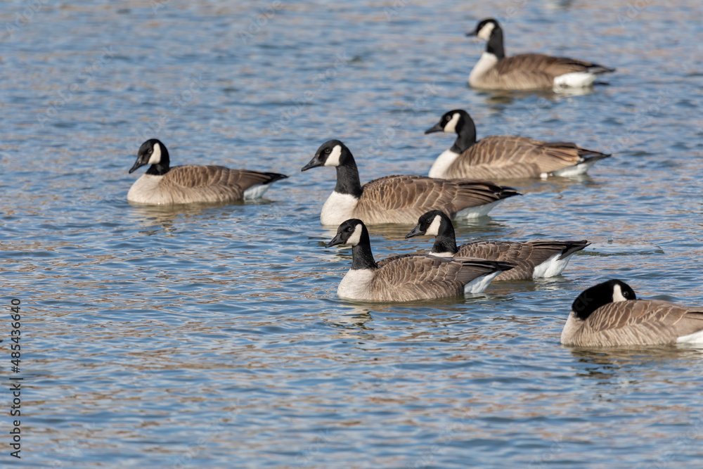 The Flock of Canada geese (Branta canadensis) in a river The Flock of Canada geese (Branta canadensis) in a river