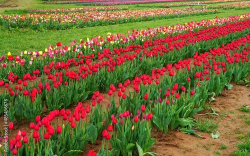 View of a colorful tulip field with flowers in bloom in Cream Ridge, Upper Freehold, New Jersey, United States