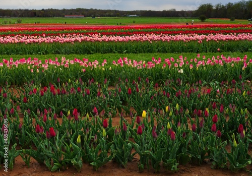 Wallpaper Mural View of a colorful tulip field with flowers in bloom in Cream Ridge, Upper Freehold, New Jersey, United States Torontodigital.ca
