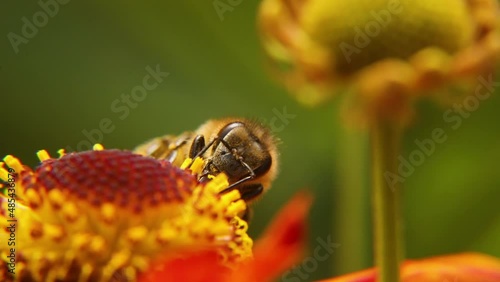 Honey bee covered with yellow pollen drink nectar, pollinating flower. Inspirational natural floral spring or summer blooming garden background. Life of insects. Extreme macro close up selective focus photo