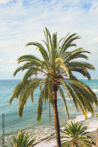 close up of palm tree