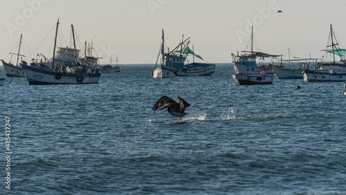 Pelícano bañandose en el mar los Organos Perú