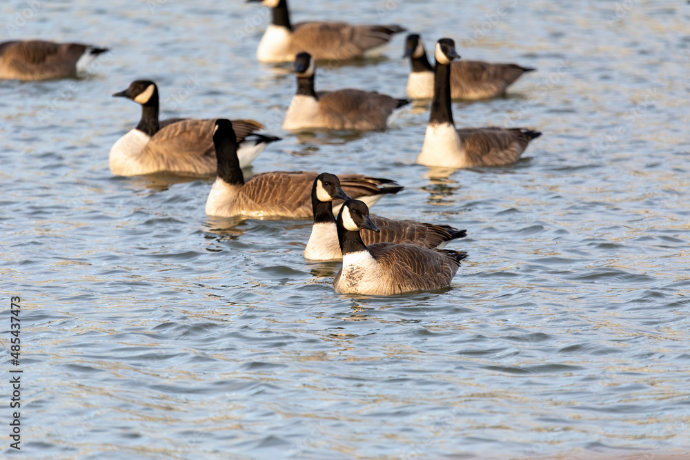 The Flock of Canada geese (Branta canadensis)  in a river