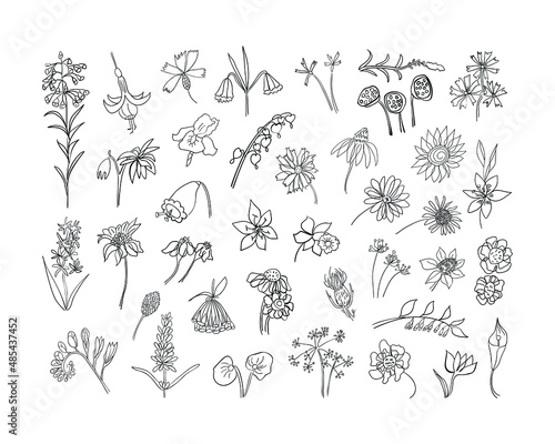 Big vector set of floral elements. Doodle botanical collection for invitations, cards, diy projects.