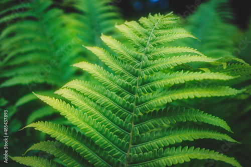 Full frame of Ferns polypodiopsida or japanese fern, green natural background photo