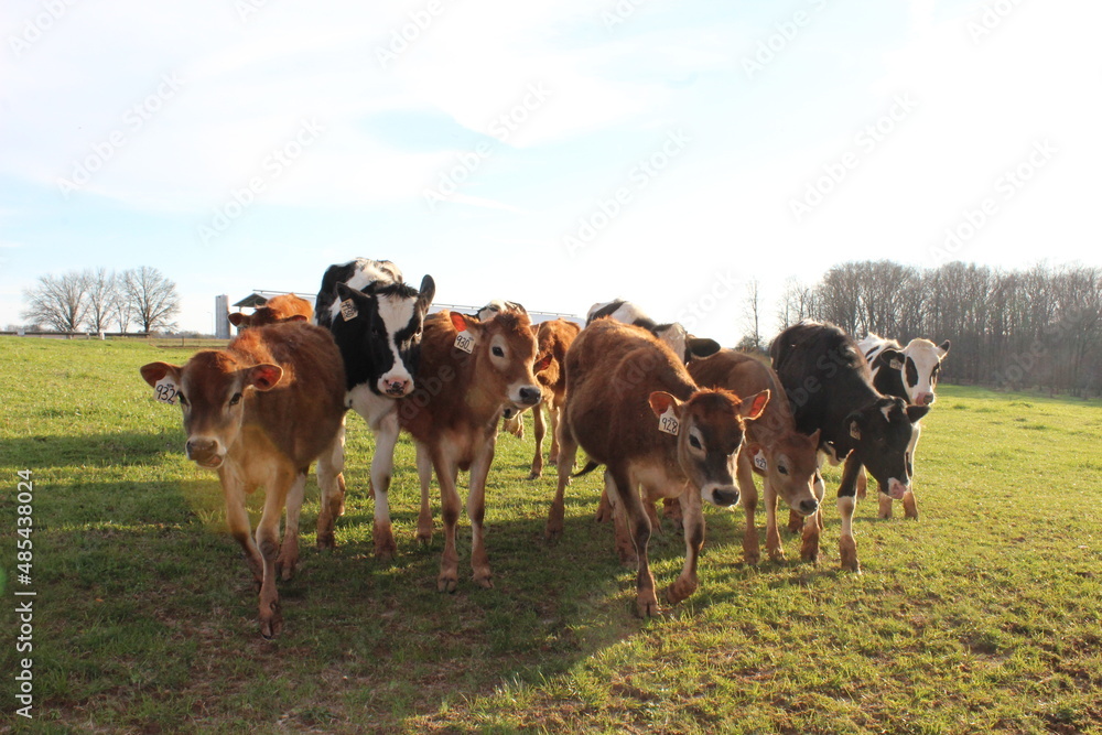 cows in a pasture cows in a pasture