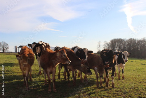cows in a pasture © Emily