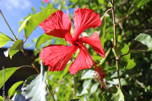 Red Tropical Flower