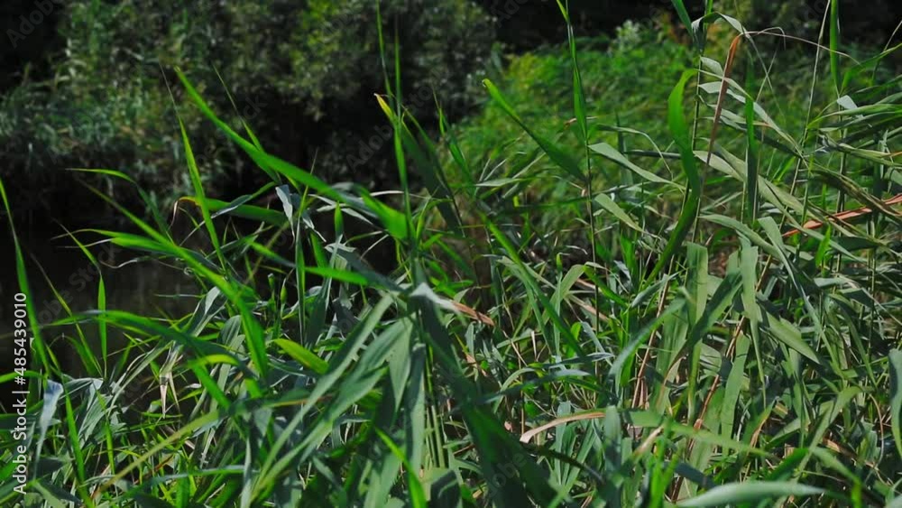 green reeds sway in the wind and confer with summer sunlight, wildlife plants by the river on a summer day close-up, nobody. green reeds sway in the wind and confer with summer sunlight, wildlife plants by the river on a summer day close-up, nobody.