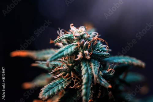 Extreme macro of Marijuana plant at flowering stage against dark background