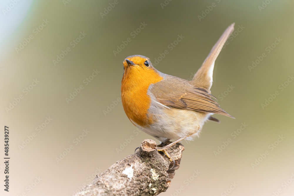Common robin perched Common robin perched