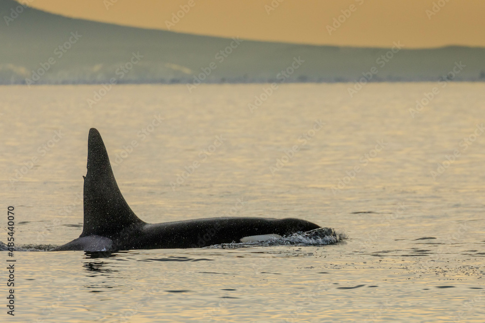 Fototapeta premium 【北海道】知床の海に回遊する野生のシャチ（北海道羅臼沖）