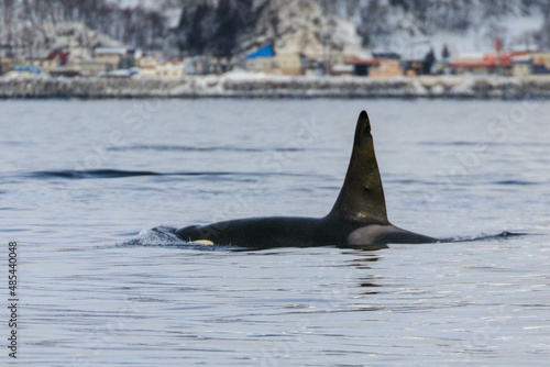 【北海道】知床の海に回遊する野生のシャチ（北海道羅臼沖）