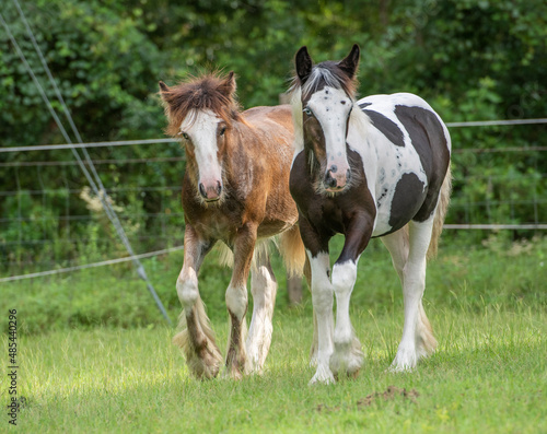 Pair of Gypsy Vanner Horse foals together in paddock