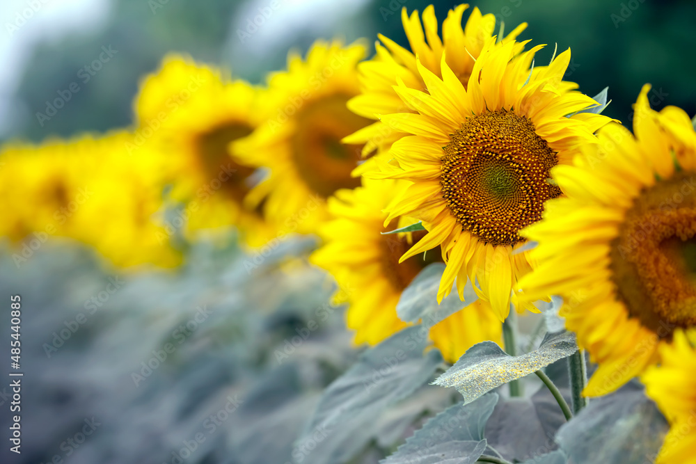 Fototapeta premium yellow flower of sunflower in a field closeup